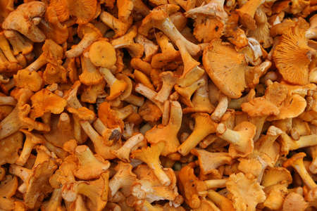 Mushrooms の写真素材