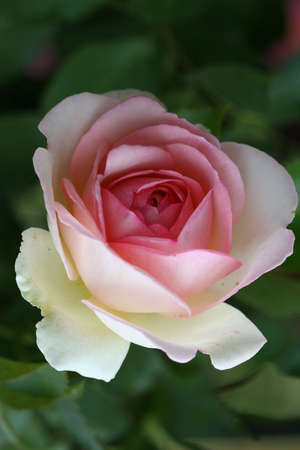 Pink Roseの写真素材