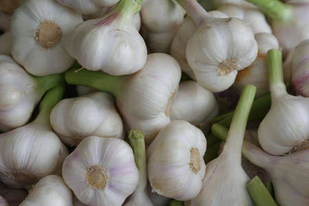 Fresh Garlicの写真素材