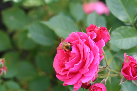 Pink rose and bee 