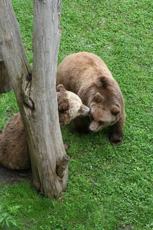 Two brown bears outdoorsの写真素材