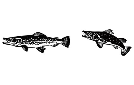 Vector illustration of two brown trout fish in black and white colors.のイラスト素材