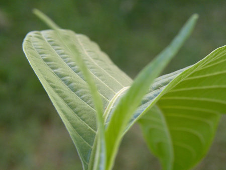 green flower soft fertile strong smelling very nice Contribute a better translation Thank you for...