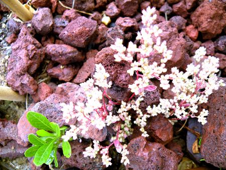 flowers bright white stones are very beautiful striking to beholdの写真素材