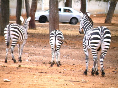Zebra and many people are looking for eternal questions and his body stripedの写真素材