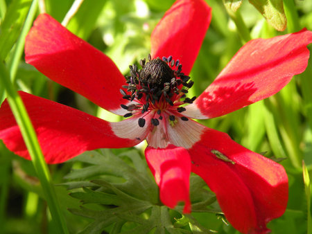 Field flowers of different colors beauty joy prekrastno each flower uniqueの写真素材