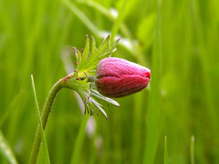 Red Field tyulpan on slender legs on a green backgroundの写真素材