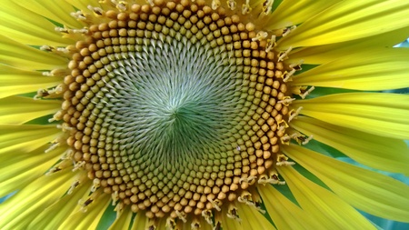 sun flowerの写真素材