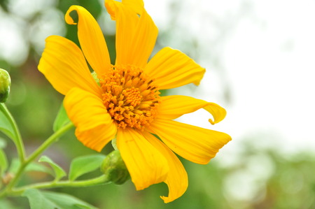 yellow flowerの写真素材