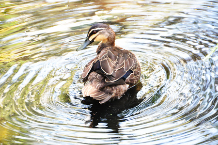 Duck on the pondの写真素材