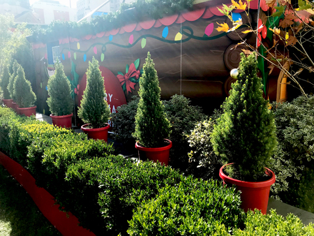 Christmas timeの写真素材