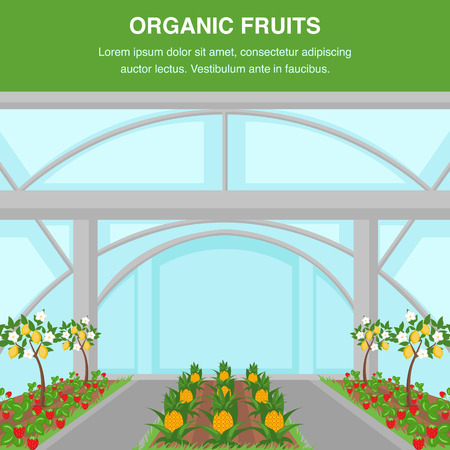 Organic Fruits Indoor Cultivation Poster Template. Lemon Trees Growing Social Media Banner. Tropical Pineapples Harvest Flat Vector Illustration. Glasshouse Wild Strawberry Plantationのイラスト素材