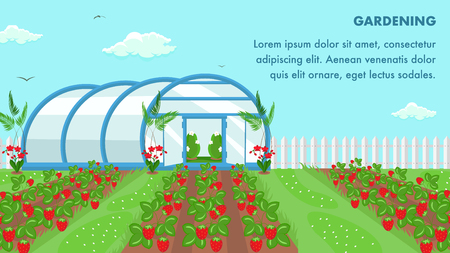Organic Fruits Cultivation Web Banner Template. Gardening Informative Poster with Text Space. Strawberries Growing Technology. Farmland Field Flat Illustration. Cartoon Ripe Berries in Groundのイラスト素材