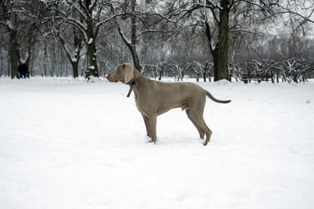 Weimaraner dog standing in the snowの写真素材