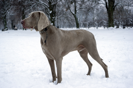 Hunting pointer weimaraner winter in the snow with handlerの写真素材