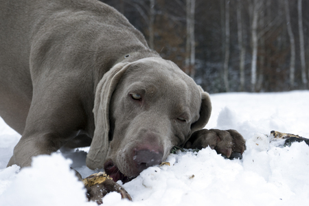 A dog gnaws a stick in the winter forestの写真素材