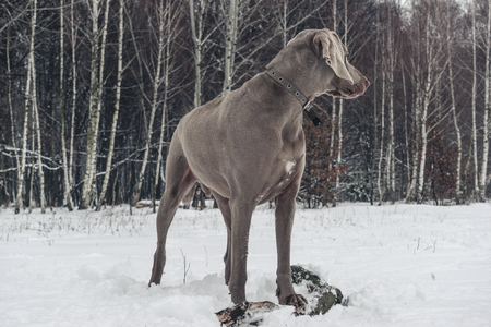 Dog looking at the natureの写真素材