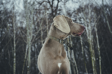 beautiful young sitting weimaraner dog in winter / spring backgroundの写真素材