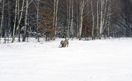 dog and winter natureの写真素材