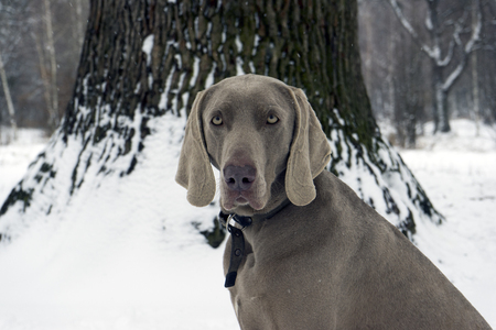beautiful hunting dog Weimaraner looking at the camera for a walk in the woods portraitの写真素材