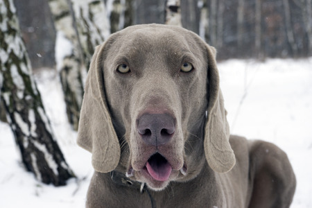 A dog with a jawed mouthの写真素材