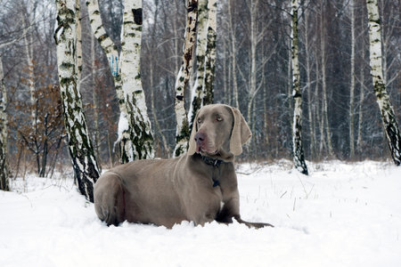 Silver Weimaraner dog lies on the snow in the winter forestの写真素材