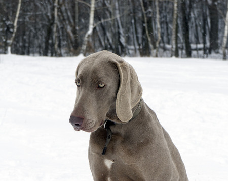 Weimaraner dog in a frozen, snowy winter world on a cold, sunny dayの写真素材