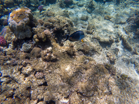 Sohal surgeon-fish at the Red Seaの写真素材