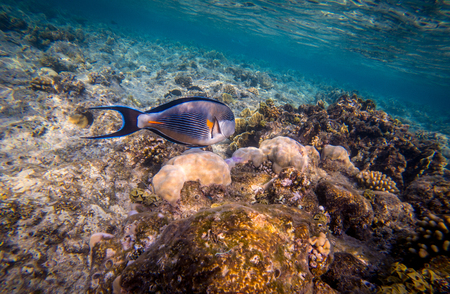 Sohal surgeonfish (Acanthurus sohal) in the Red Sea, Egypt.の写真素材