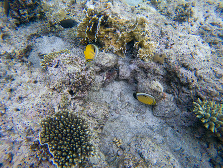 Fish and coral: Red Sea Raccoon Butterflyfish (Pantodon buchholzi) on a coral reef