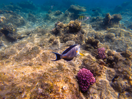 The sohal face surgeonfish or sohal tang, Acanthurus sohalの写真素材