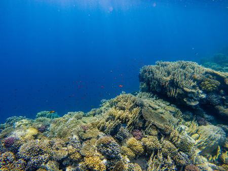 Tropical Anthias fish with net fire corals on Red Sea reef underwaterの写真素材