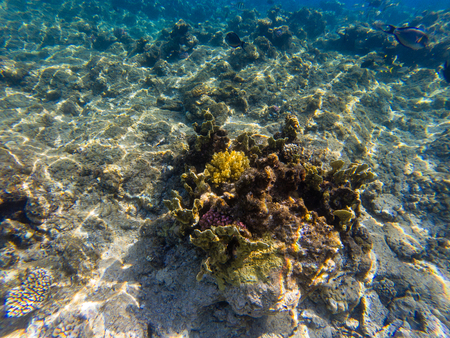 Image of the marine life - the coral reef under the crystal clear water of the sea, Egypt, Makadi bayの写真素材
