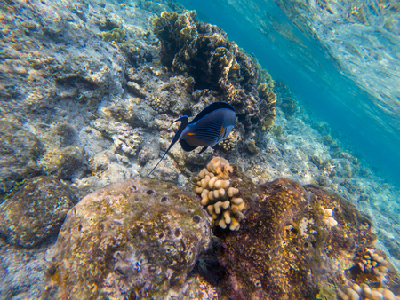 Sohal Surgeon fish at the red sea coral reef. View in backsideの写真素材