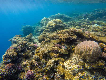 Beautiful coral reef and tropical fish underwater, marine lifeの写真素材