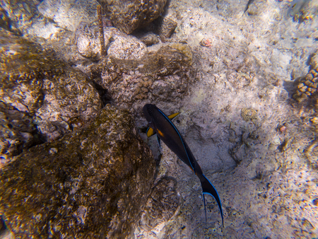 Surgeon fish at the Red Sea coral reef. Top viewの写真素材