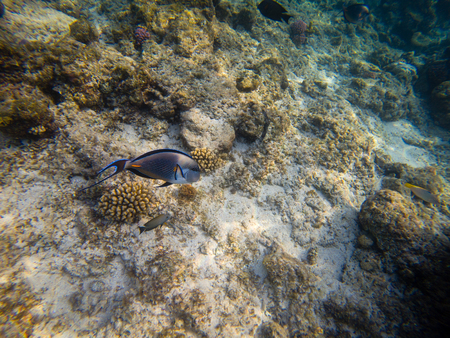The sohal surgeonfish or sohal tang, Acanthurus sohalの写真素材