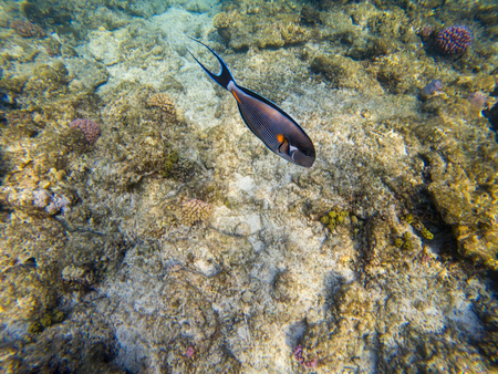 Sohal Surgeon fish at the red sea coral reefの写真素材