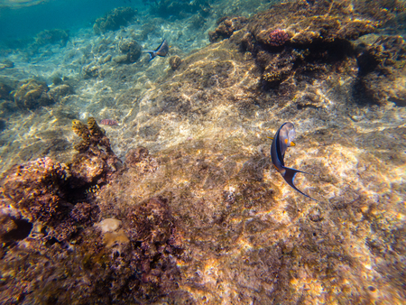 Striped surgeonfish Acanthurus lineatus swims on a coral reefの写真素材