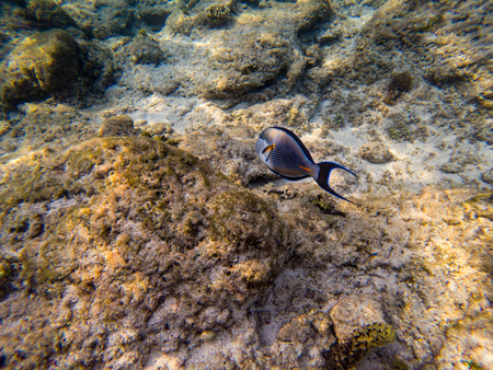 Sohal Surgeon fish at the red sea coral reefの写真素材
