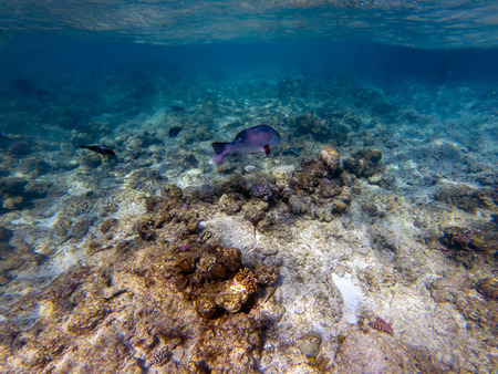 Twinspot snapper (Lutjanus bohar) side view of large silver fish with dark fins swimming in the blue clear water of the Red Sea, with small fish swimming in the background.の写真素材
