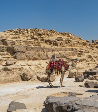 Giza little pyramid view with camel in the foreground. El Cairo. Egypt.の写真素材