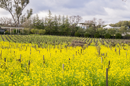 Wild mustard blooming among vineyards, Sonoma, Californiaの写真素材