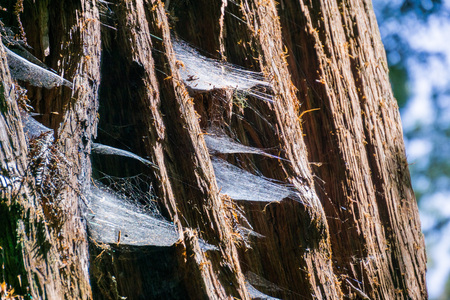 Spiderwebs on a redwood tree bark, Californiaの写真素材