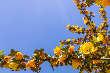 California Flannelbush (Fremontodendron californicum) flowering in spring, Californiaの写真素材