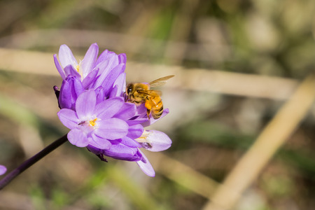 Honey bee pollinating a Blue dick wildflower (Dichelostemma capitatum), Californiaの写真素材