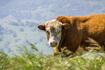Close up of Large Simmental bull; frontal view, Californiaの写真素材