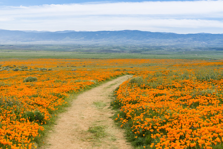 Trail on the hills of Antelope Valley California Poppy Reserve during blooming timeの写真素材
