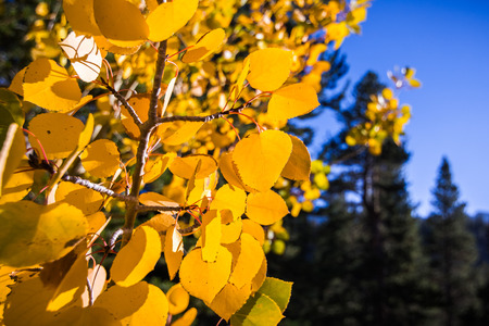Close up of colorful aspen leaves on a sunny autumn day, Eastern Sierra mountains, Californiaの写真素材