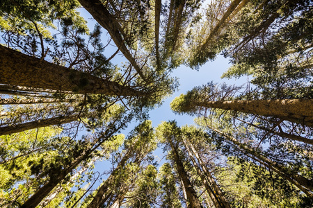 Looking up in a pine forest, Eastern Sierra mountains, Californiaの写真素材
